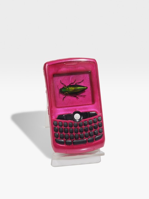 Henry Gunderson, Device 42, 2024. Urethane resin and insect, 4.25 x 2.25 x 0.5 in (11 x 6 x 1 cm)